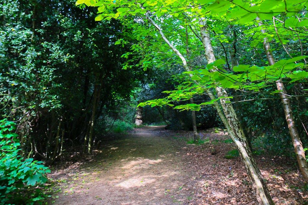 A green park path lined with trees